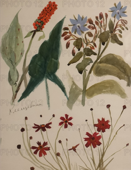 Italian Arum