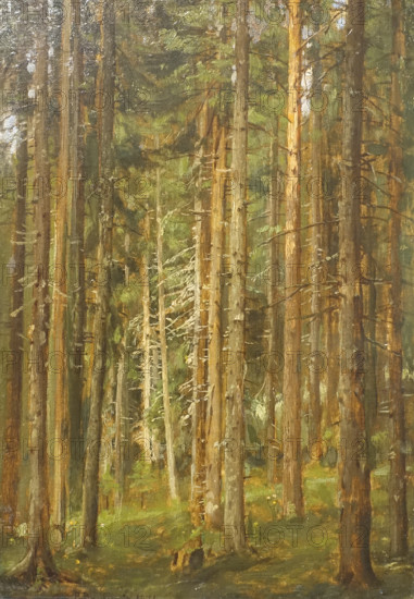 Coniferous forest
