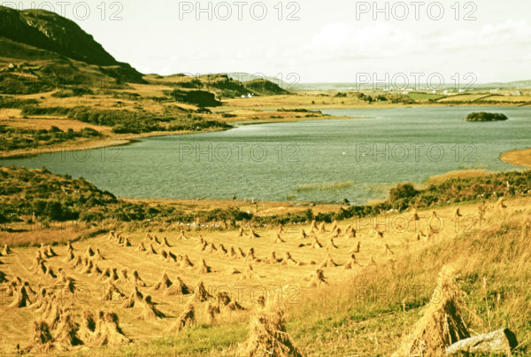 Traditional faming landscape with stooks haystacks.