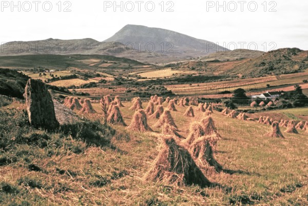 Traditional faming landscape with stooks haystacks.