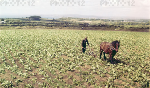 Farmer and horse working in field of vegetables.