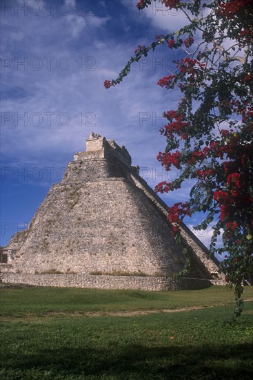 MEXICO, Yucatan, Uxmal, Mayan ruin Pyramid dating from 1000 AD with overhanging flowers on a tree in the foreground