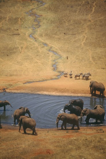 WILDLIFE, Big Game, Elephants, African Elephant herd (loxodonta africana) at watering hole on dry savannah in Tsavo Kenya