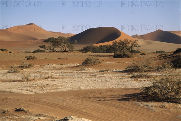 NAMIBIA, Namib Desert, Sossusvlei, Sand dunes and desert plants in clay pan