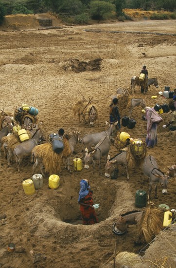 KENYA, Drought, NOT IN LIBRARY Boran women digging deep holes for water in a dry river bed with donkeys nearby laden with water barrels