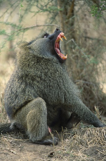 WILDLIFE, Apes, Baboons, Baboon with mouth wide open baring teeth