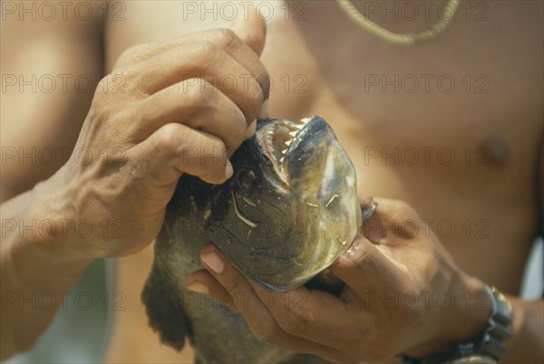 BRAZIL, Pantanal, Piranha Fish, Man opening mouth of fish to exposed teeth