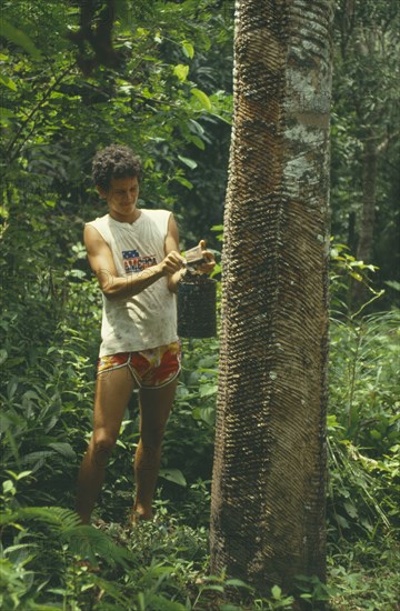 BRAZIL, Amazonas, Manicoré, Rubber tapping