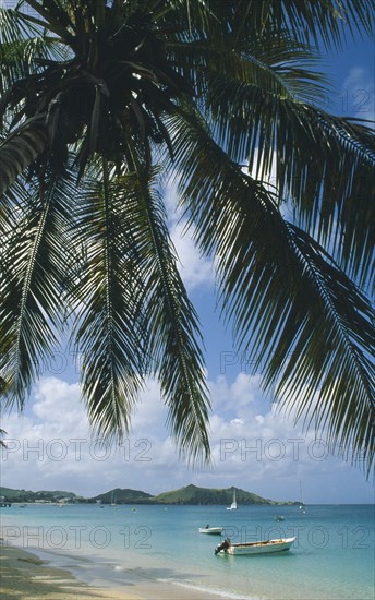 WEST INDIES, St Martin, Grande Case Beach, Coconut palm tree hanging over beach with small motor boats moored offshore