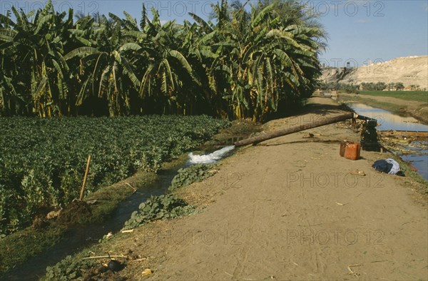 EGYPT, Nile Valley, Farming, Irrigation pump working by field of beans and banana plantation