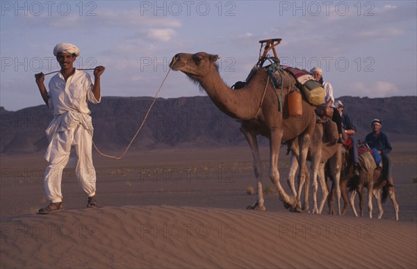 MOROCCO, Zagora Camel Trek, Guide leads Camels through the Desert