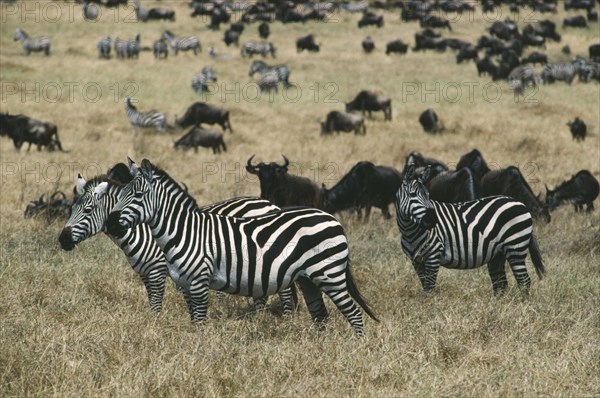 WILDLIFE, Big Game, Zebra, Group of Burchell’s Zebra (equus burchelli) among wildebeast on savannah in Ngorongoro Crater Tanzania
