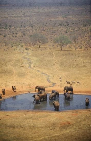 WILDLIFE, Big Game, Elephants, African Elephant herd (loxodonta africana) at watering hole on dry savannah in Tsavo Kenya