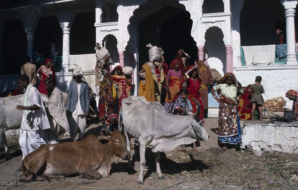 INDIA, Rajasthan, Religion, "Street scene with wandering cows in foreground, crowd behind carrying goods from colonnaded building.  Indian cattle have religious protection."