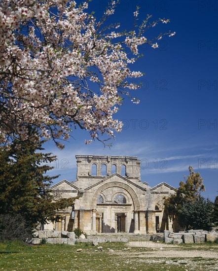 SYRIA, Near Aleppo, Qalaat Samaan, The Basilica of St Simeon.  Ruins with tree in blossom in the foreground.