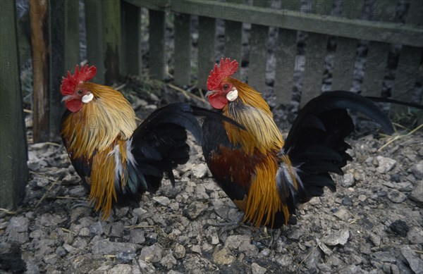 AGRICULTURE, Livestock, Poultry, Two Bantam cockerels.