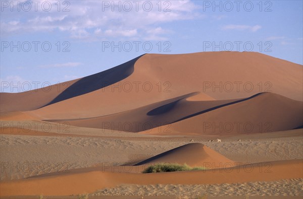 NAMIBIA, Namib Desert, Desert landscape of sand dunes with a herd of gazelle grazing