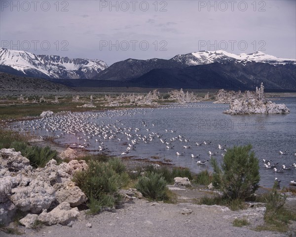 USA, California, Tufa State Reserve, Mono Lake. View across lake to snow-capped mountains with gulls in the water amid jagged rock formations