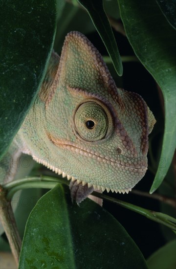 NATURAL HISTORY, Reptile, Chameleon, "Yemen Chameleon, view of head and green leaves against black background. "
