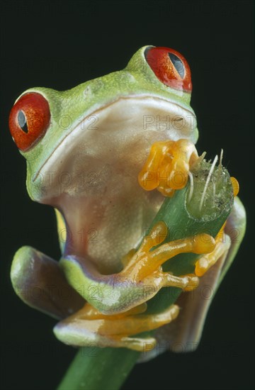 NATURAL HISTORY, Amphibian, Frog, Red-eyed Tree Frog