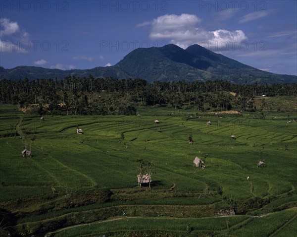 INDONESIA, BALI, View over green paddy fields with palm forest and mountains in the distance