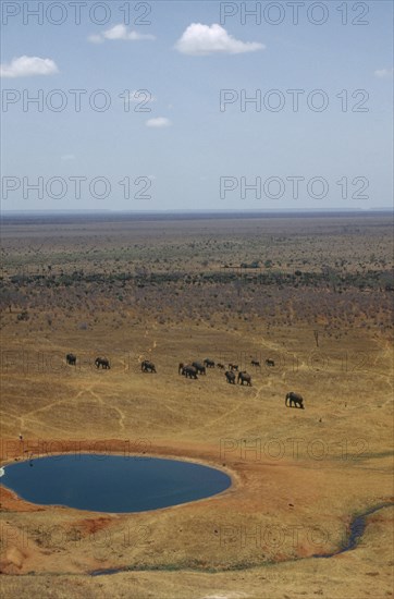 WILDLIFE, Big Game, Elephants, African Elephant Herd (loxodonta africana) walking across dry savannah away from watering hole in Tsavo Kenya