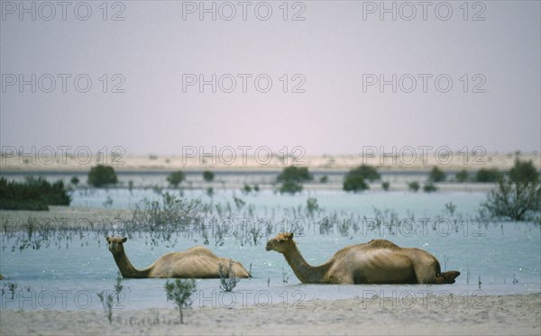 ABU DABI, Desert, Two camels lying down in water with the desert behind.