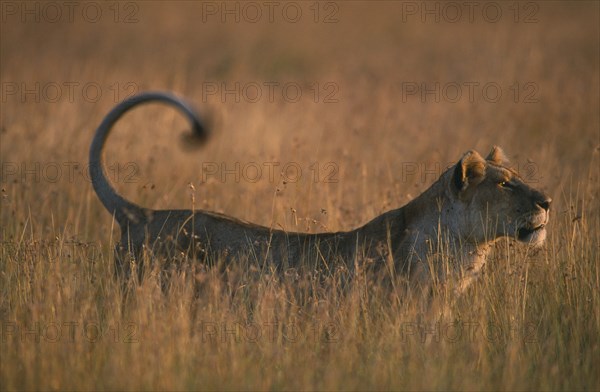 WILDLIFE, Big Game, Cats, Lioness (panthera leo) in tall grass at sunset in the Masai Mara Kenya