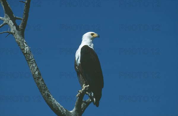 WILDLIFE, Birds, African Fish Eagle, African Fish Eagle (hallaeetus vocifer) sitting in a tree looking to the side at Amboseli Kenya