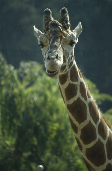 WILDLIFE, Big Game, Giraffe, Giraffe head and neck portrait