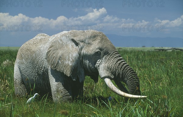 WILDLIFE, Big Game, Elephants, Male Tusker African Elephant (loxodonta africana) in grassland swamp in Amboseli Kenya