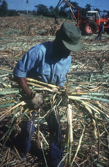 CUBA, Pinar Del Rio, Man harvesting sugar cane with tractor in the background