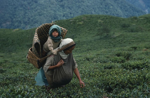 INDIA, West Bengal, Pashok, Tea picker with baby in basket on her back near Darjeeling.