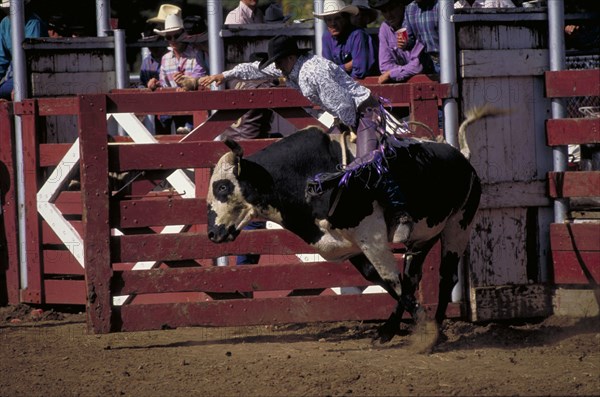 USA, South Dakota, Deadwood, Cowboy on bucking bull leaving the stalls in the arena of the Days Of 76 rodeo