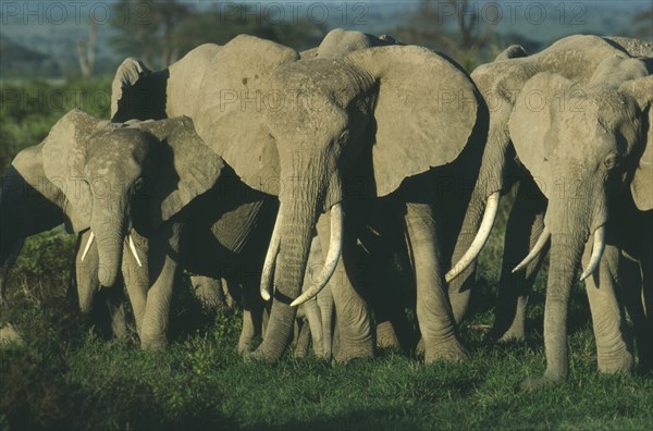 WILDLIFE, Big Game, Elephants, African Elephant herd (loxodonta africana) in evening light at Amboseli National Park Kenya