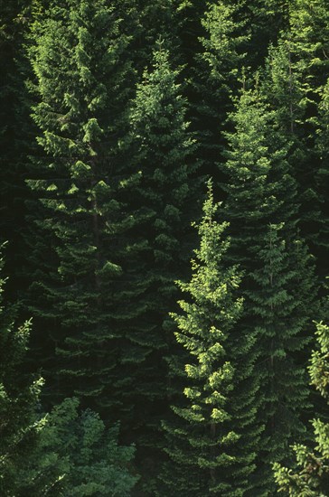 NORWAY, Romsdal, Geiranger, Conifer trees in a wooded area