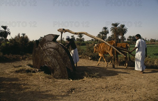 EGYPT, Agriculture, Irrigation, Men using modern irrigation wheel with cattle