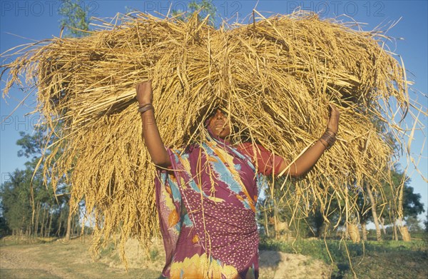 INDIA, Bihar, Ganges Plain, Rice harvest.   Woman almost obscured by bundle of cut rice carried on her head.