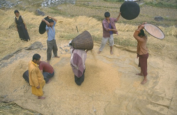 INDIA, Sikkim, Agriculture, Winnowing rice.