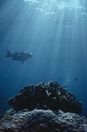 AUSTRALIA, Great Barrier Reef, Rays of light shining down on fish and rocks.