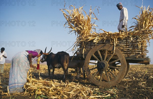 INDIA, Karnataka , Harvested crop being loaded onto bullock cart.
