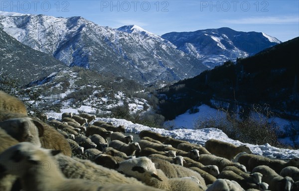 SPAIN, Pyrenees, Catalonia, Sheep on high mountain pasture.  Flock in foreground with snow covered peaks beyond.