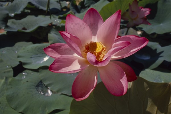INDIA, Kashmir, "Close up of open, pink Lotus Flower with yellow centre against green leaves with water droplets at centre."