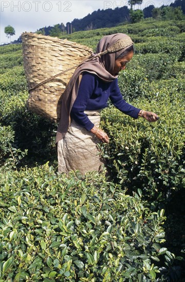 INDIA, West Bengal, Darjeeling , Female tea picker carrying basket on her back supported by strap around forehead.