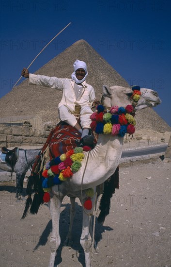 EGYPT, Cairo Area, Giza, Man on camel in front of Pyramid