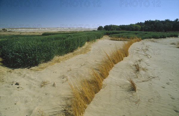 EGYPT, Western Desert , Farafra, Wheat growing next to encroaching desert sands