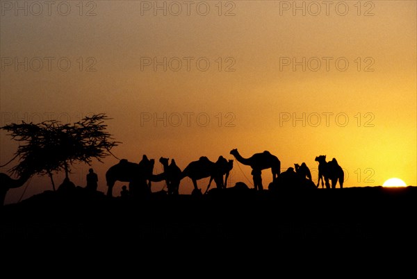 INDIA, Rajasthan, Pushkar , Camel Fair. Silhouette of camels and traiders against golden sky with the sun on the horizon