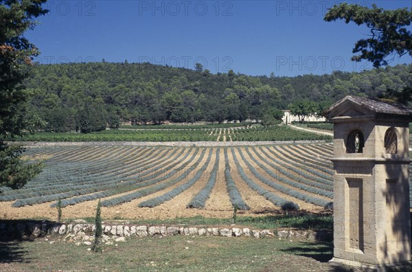 FRANCE, Provence Cote d’Azur, "Near St Maximin, Vineyard,Coteaux Varois, Chateau la Calisse, lavender & vines "