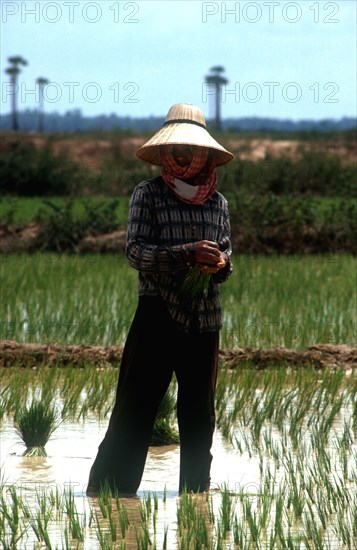 CAMBODIA, Prey Veng, Planting rice 25 minutes north of Prey Veng.   Standing figure wearing traditional straw hat and krama.