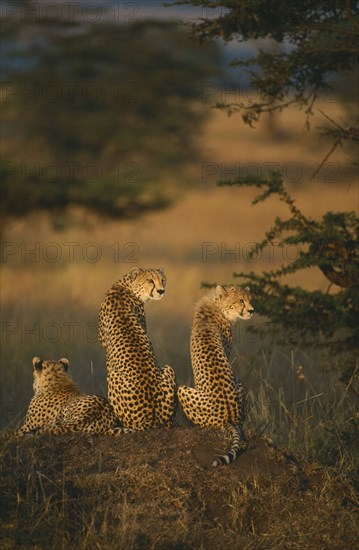 WILDLIFE, Big Game, Cats, Female cheetah (acinonyx jubatus) sitting on mound with two cubs in Masai Mara Kenya